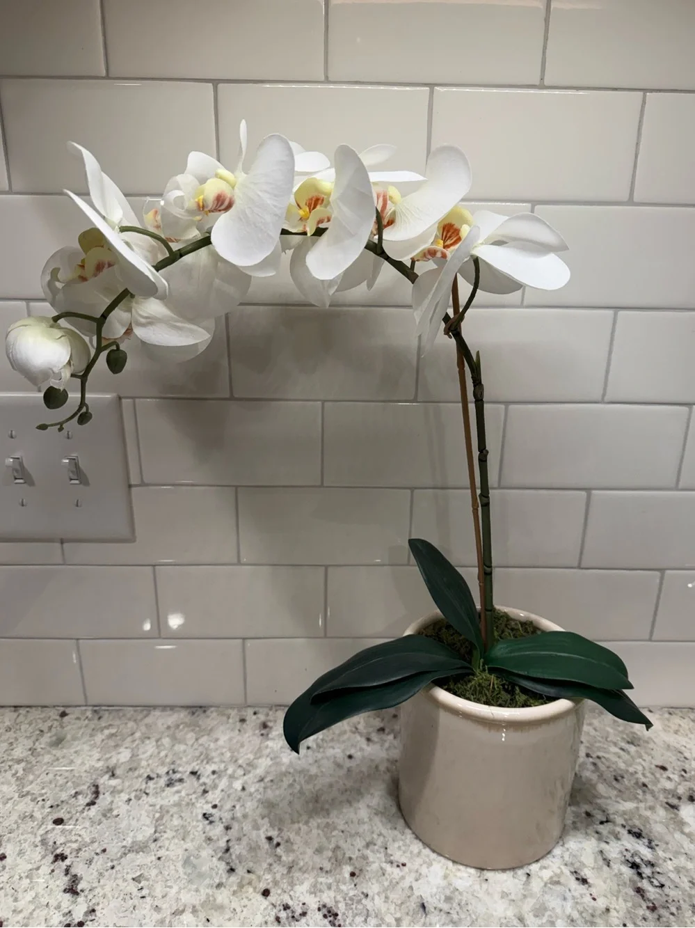 Threshold Tabletop Arrangement White Phalaenopsis Orchid Faux Plant in Cream Pot